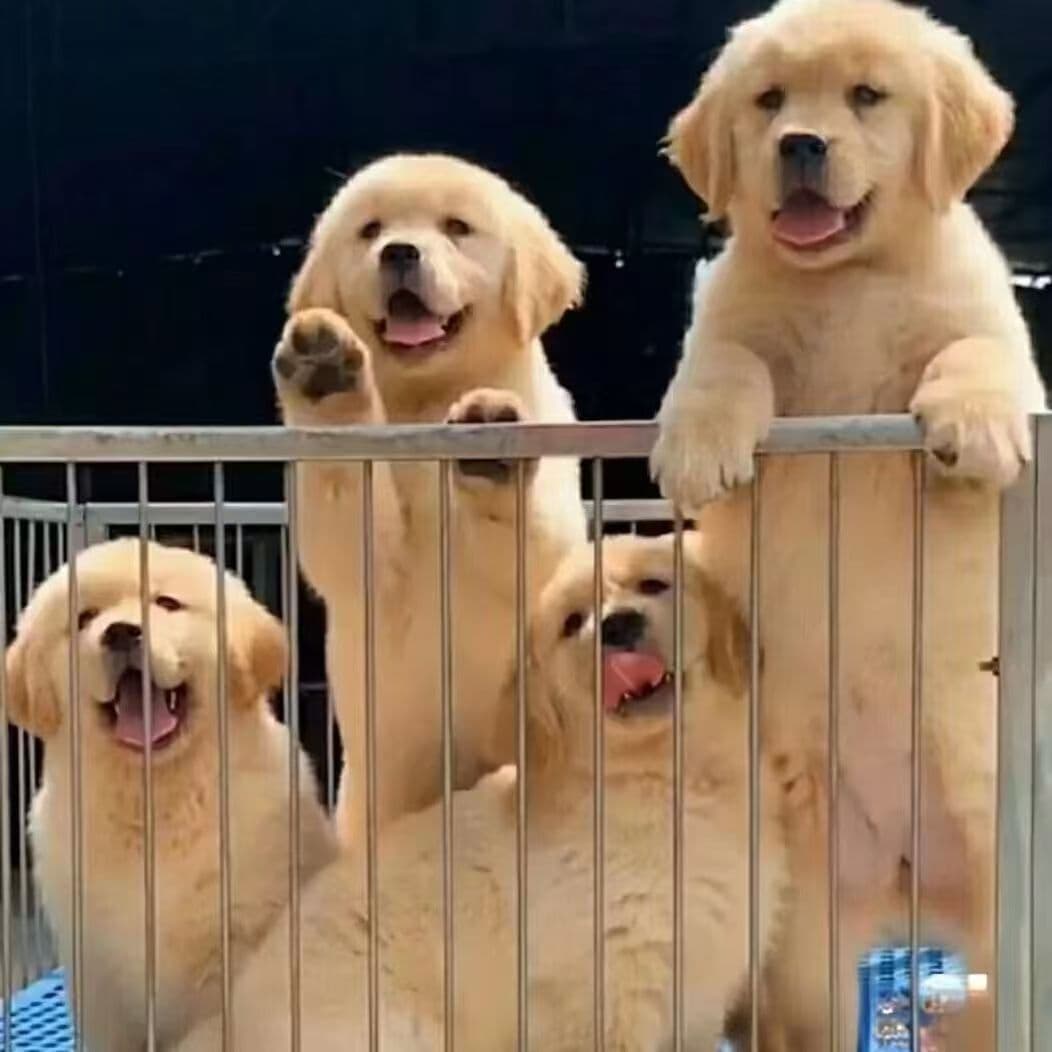For Sale Purebred Golden Retriever Puppy Live Dog Dual Bloodline Golden Retriever Large Breed Guard Dog Search and Rescue Dog Puppy Pet Dog