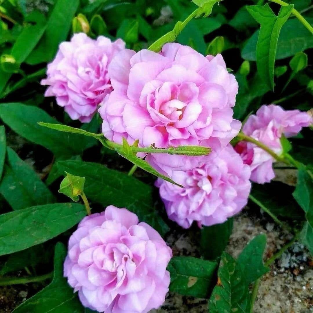 【Climbing Peony】The climbing vine, with pink flowers blooming in both northern and southern regions, is the king of climbing vines.