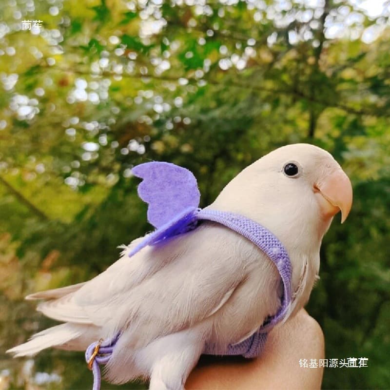 Parrot flying rope light traction rope release rope traction rope outing rope flying strap walking bird rope walking bird