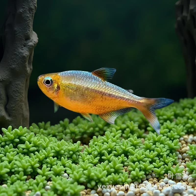 Gold Corydoras Imported from South America F1 Gold White Golden Corydoras Neon Emperor Lamp Precious Ornamental Fish Live Fish