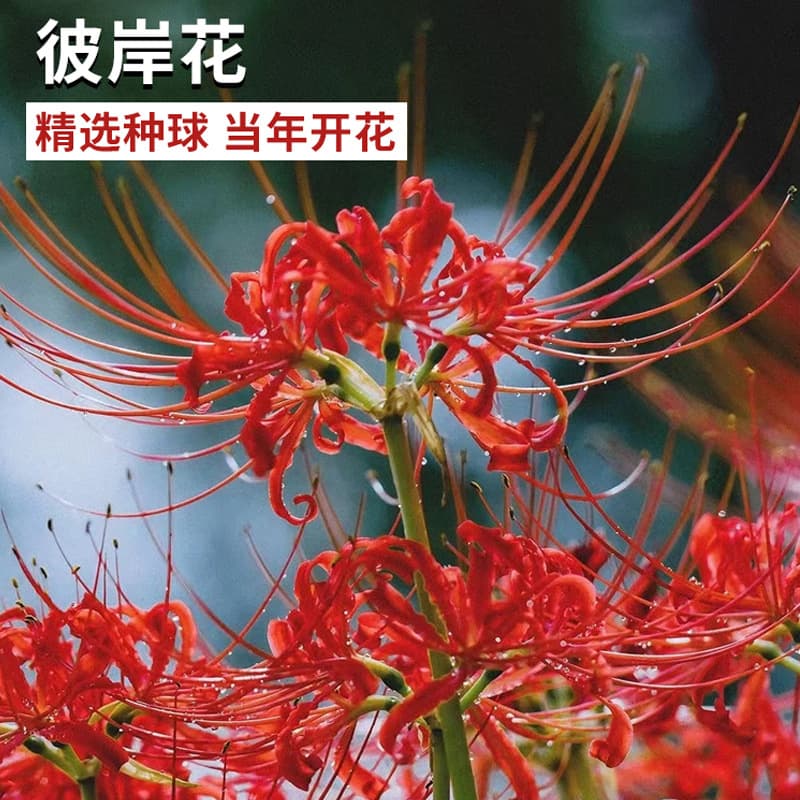 Lycoris Radiata Bulbs Perennial Potted Plant Mandala Red Spider Lily Four-Season Flowering Indoor Outdoor Plant