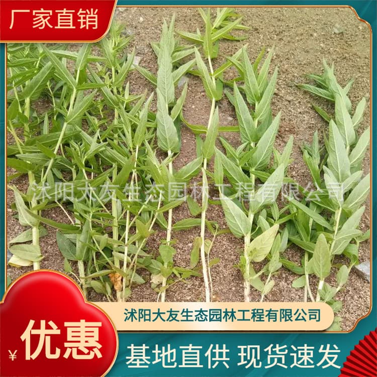 Wholesale loosestrife, direct supply from the base, contracted planting and maintenance of materials for water body greening and ecological floating islands.