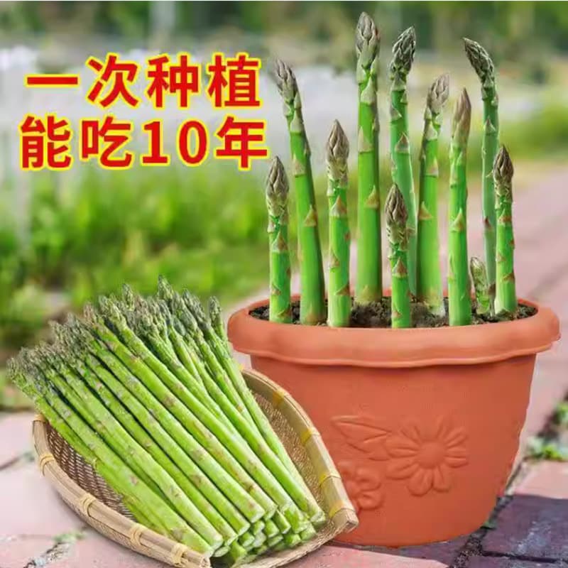 Green Asparagus Seedling Roots, Four-Season Vegetable Seedlings, Potted Root Seedlings for Balcony and Garden Planting, Perennial Rooted