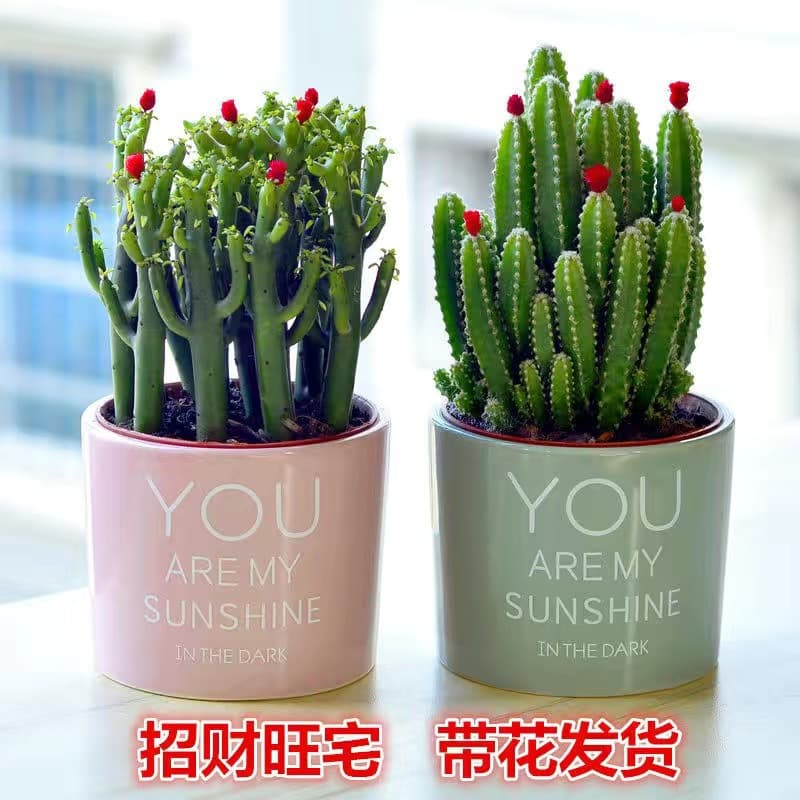 Succulent Money Mountain Cactus Potted Plant Absorbs Formaldehyde Living Room Greenery Indoor Office Desktop Easy to Care