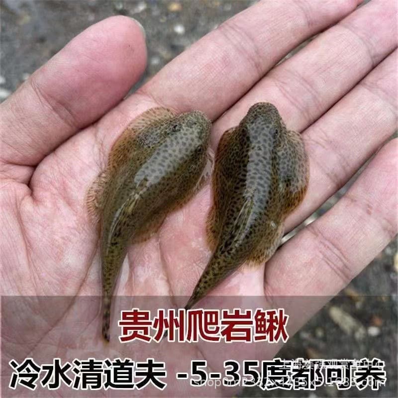 Hillstream Loach Double Sucker Loach Pleco Cold Water Cleaner Fish Cleaning Tool Fish Native Fish Freshwater Ornamental Fish