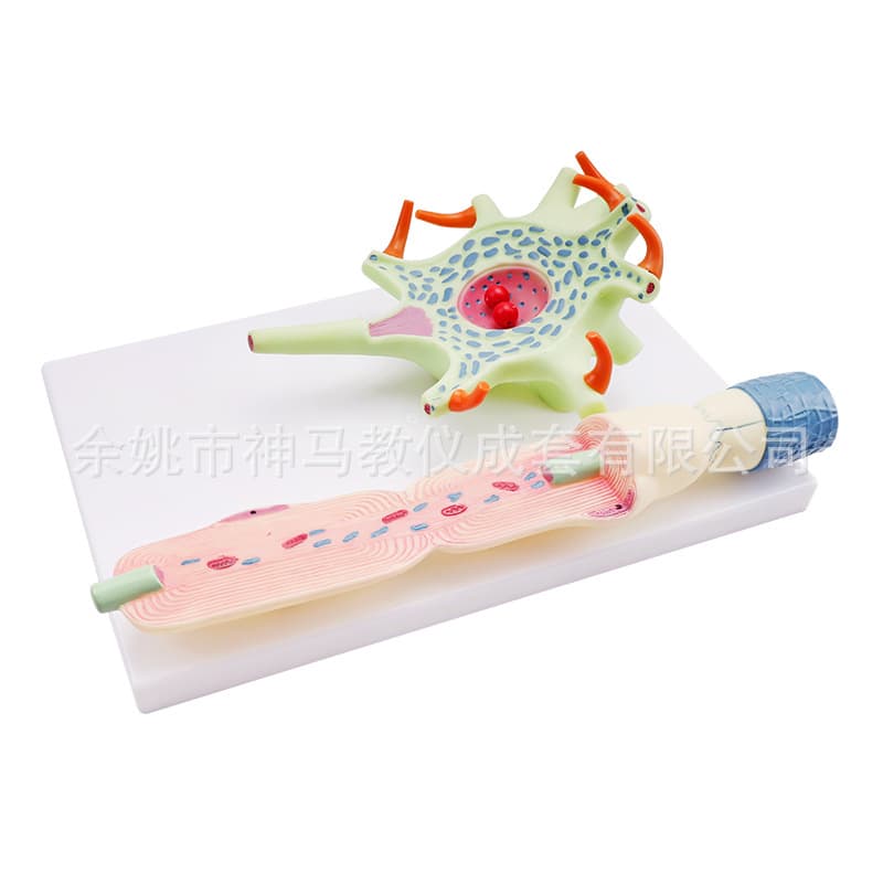 X3504 Neuron Model - Enlarged Teaching Model, PVC Plastic Model