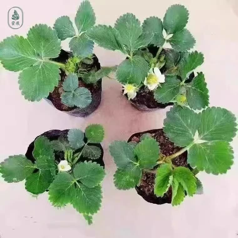 Strawberry Seedlings Cream Strawberry Planting Four-Season Fruiting Potted Plant for Courtyard, Balcony, Indoor, and Ground Planting Strawberry Cup Seedlings