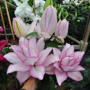 Lily Bulbs Bloom in Four Seasons Indoor and Outdoor Potted Plants Fragrant Lily Seeds Easy to Grow and Maintain