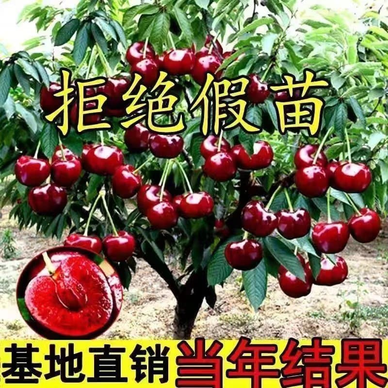 Grafted cherry tree seedlings, extra-large cherry tree seedlings, new varieties, late-maturing, cold-resistant, suitable for both potted and ground planting, and for planting in both southern and northern regions.