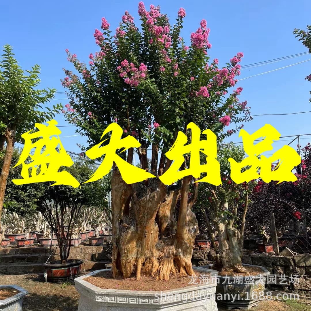 Fujian Crape Myrtle Stump Landscape Zhejiang Crape Myrtle Tree Stump Crape Myrtle Ground Stump Wholesale Crape Myrtle Bonsai