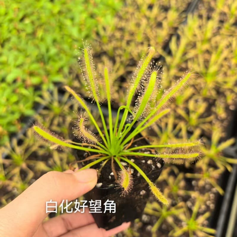Albino Cape Sundew Carnivorous Plant Indoor Shade-Loving Potted Plant Mineral Red Cape Sundew Mosquito Repellent Plant Factory Direct Supply