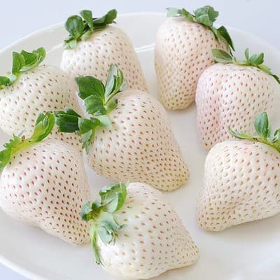 Snow White Strawberry Seedlings Snow Rabbit Big Mac Extra Large Whitening Ji Miaoxiang Sui Zhu Four Seasons Planting Potted Strawberry Seedlings