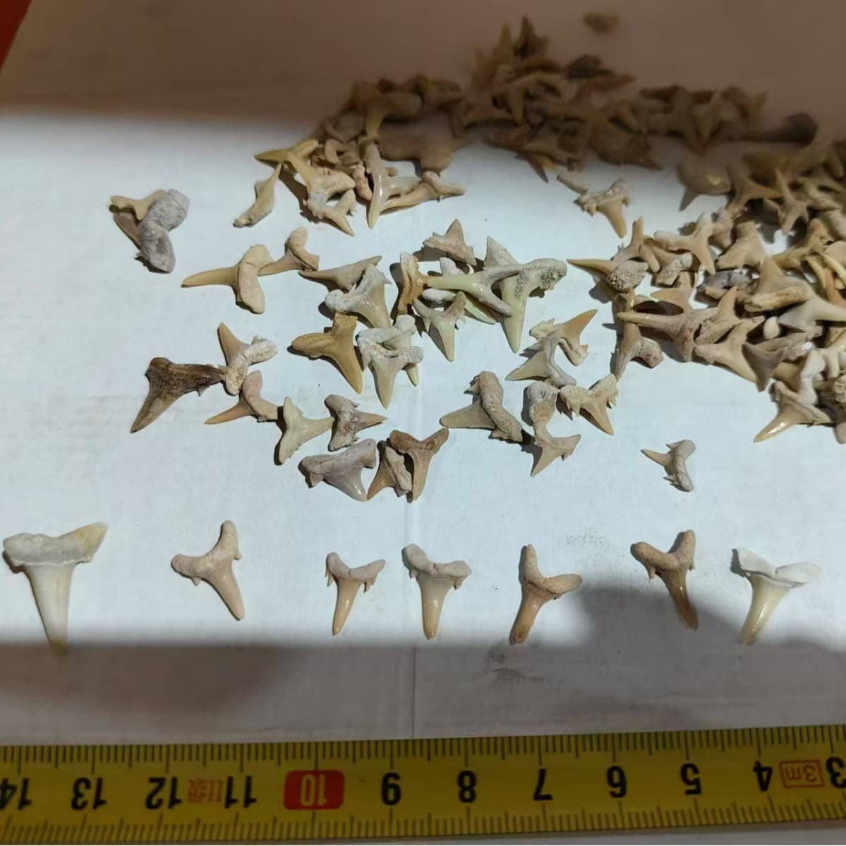 Moroccan Paleontological Fossil Shark Teeth, Archaeological Excavation Animal Teeth Fossils for Geological Science Education