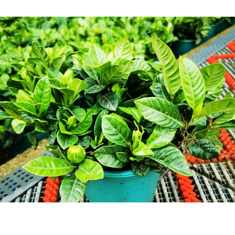 Farm-direct Gardenia Potted Plant Gardenia Seedling Trendy Gardenia Large-leaf Gardenia Seedling