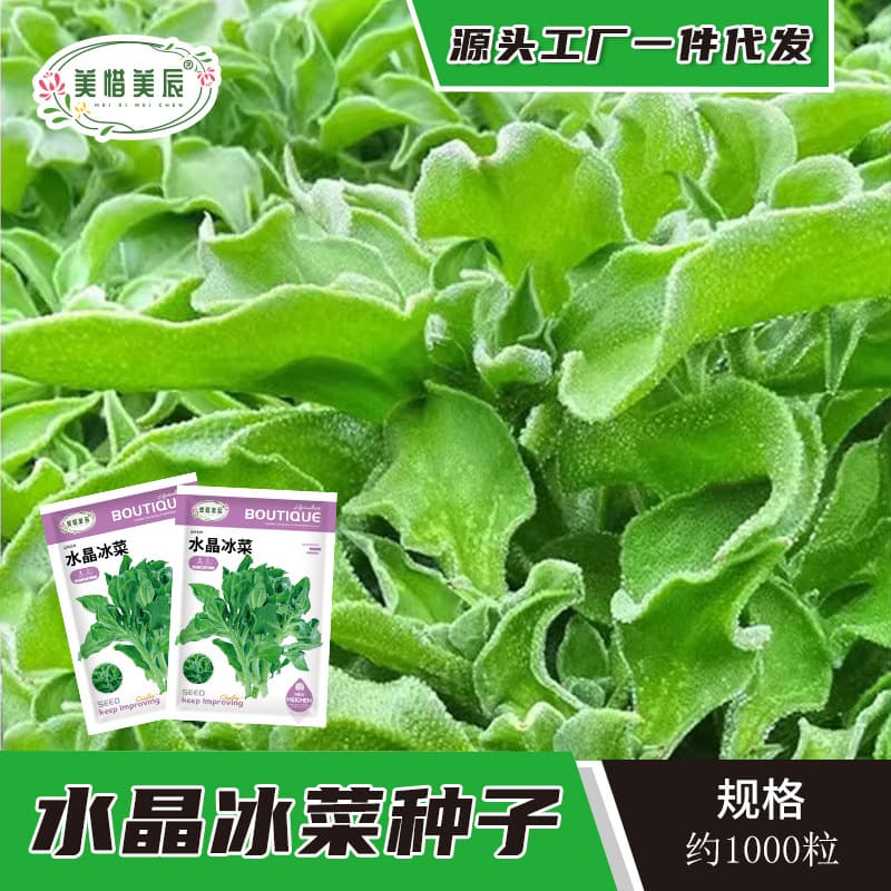 Wholesale Crystal Ice Plant Seeds for Garden Potted Ice Plant Ice Sticks Outdoor Nutritious Planting Four Seasons Vegetable Seeds