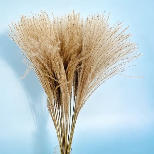 Pampas Dusting Wisp Window Decoration Reed Flower Small Dusting Wisp Bouquet Wedding Props Reed Dried Flower Preserved Flower Bouquet