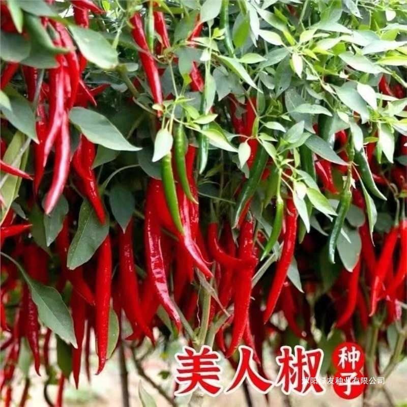 Vegetable Flower Beauty Pepper Seeds, Small Red Chili Pepper Seeds, Vegetable Seeds, Red Vegetable, Four Seasons Potted Plant