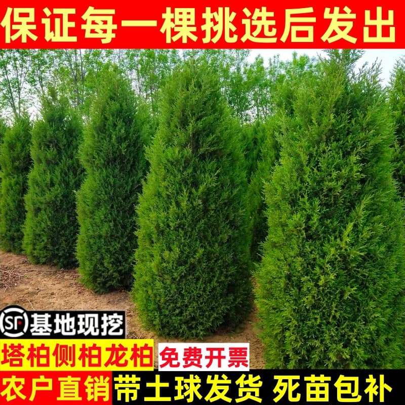 Cypress Saplings - Tower Cypress, Flat Cypress, Arborvitae, Oriental Arborvitae, Round Cypress, Pine, Pagoda Cypress, Dragon Cypress, Evergreen Landscaping