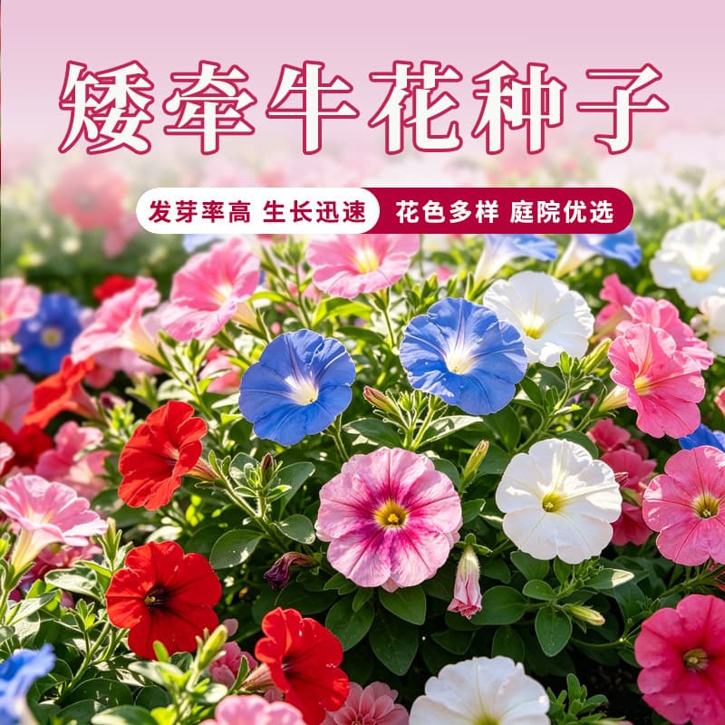 Dwarf Petunia Seeds, Four-Season Flower Seeds, Easy for Lazy Gardeners, Balcony Landscaping, Trumpet Flower Petunia Seeds