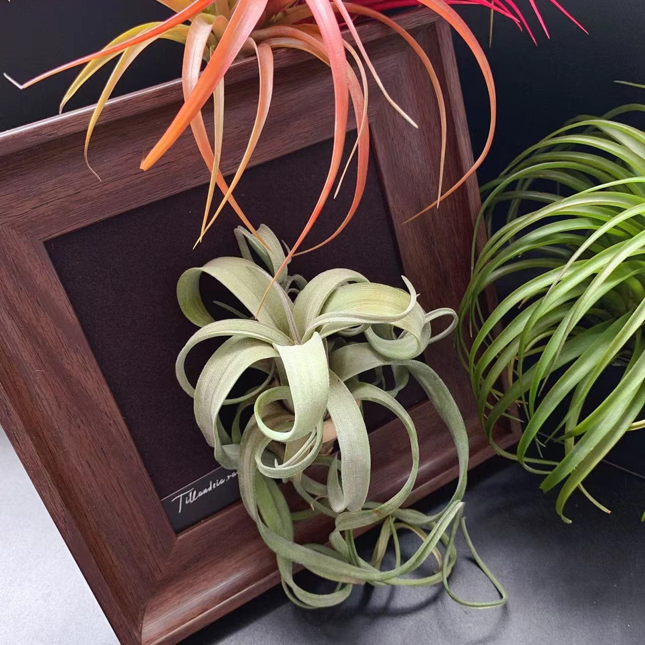 Base Direct Air Plant Soilless Plant Flower Roll (Flower in Flower Hybrid Electric Curl) Classic Easy Care