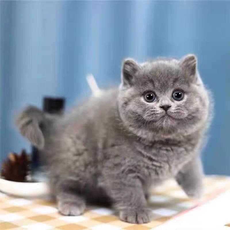 Purebred British Shorthair Blue Cat Kittens Live Pet Blue and Blue-White Purebred Kittens Real Cat