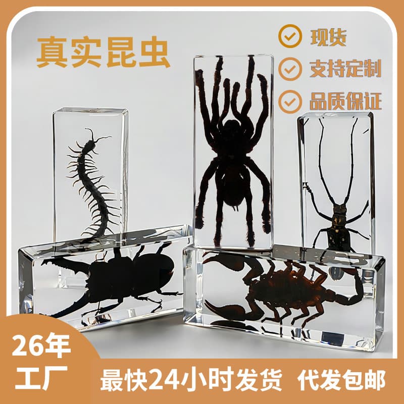 Insect World Real Specimen Ornaments School Teaching Enlightenment Children's Cognitive Science Popular Blind Box Cross-Border Glow-in-the-Dark