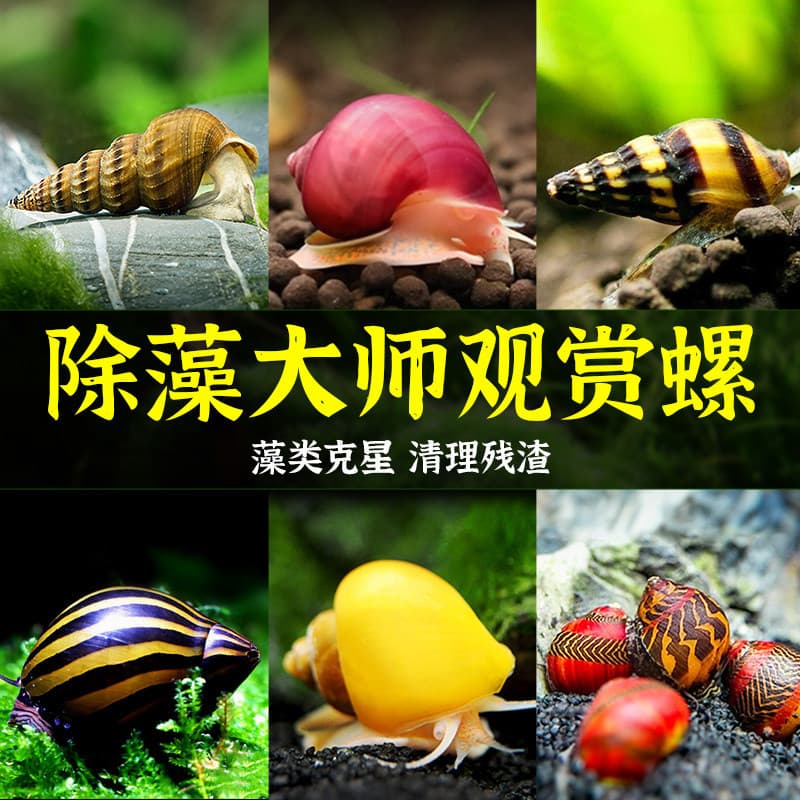 Ornamental Snails: Apple, Golden Clam, Black Diamond, Algae-Eating Snail, White Jade, Zebra, Assassin Cleaner Freshwater Snail Pet