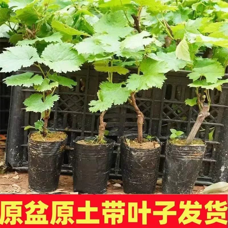 Sunshine Rose grape seedlings, potted with soil, fruit tree seedlings, suitable for planting in both northern and southern regions, grape seedlings with a high survival rate and fruit production in the same year.