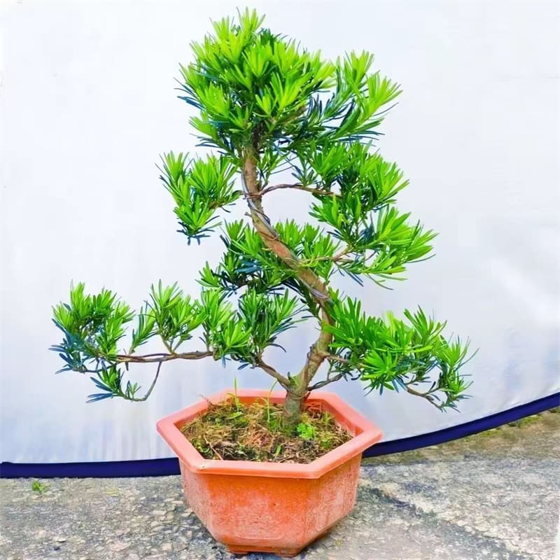 Podocarpus macrophyllus old stump large bonsai shaped tree welcoming pine indoor potted green plant sparrow tongue podocarpus ball-shaped potted plant