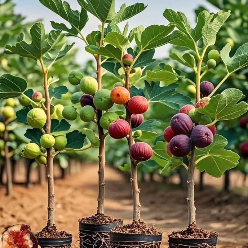 Fig tree sapling fruit seedling for potted or ground planting, Bojihong variety, suitable for southern and northern regions, extra large, bears fruit the same year