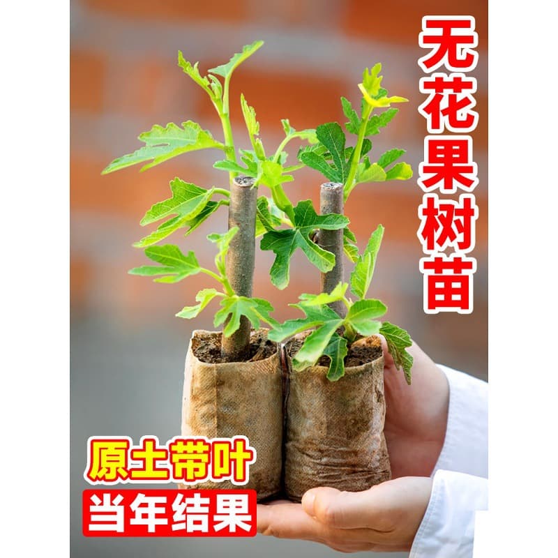 Fig tree seedlings with leaves, fruit tree seedlings, varieties including Bojihong and Qingpi, suitable for potted planting, bear fruit in the same year, suitable for all seasons in both northern and southern regions