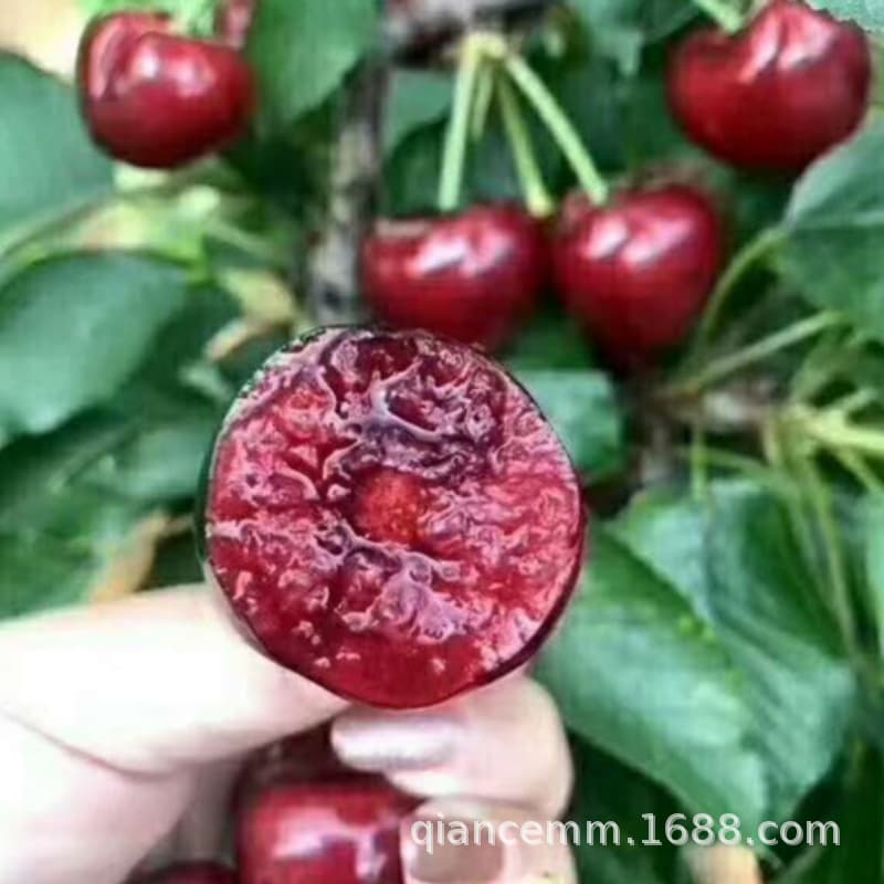 Cherry Tree Seedlings Grafted Fruit Tree Seedlings for Southern and Northern Planting, Cherry Seedlings for Garden Potted and Ground Planting