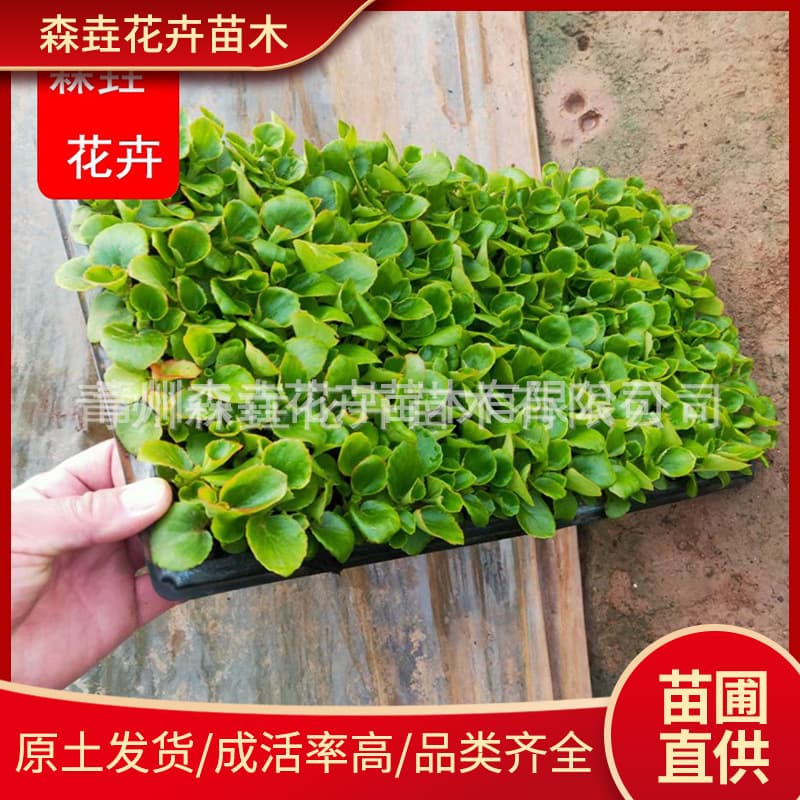 Begonia semperflorens seedlings in plug trays; large-flowered begonia with green and red leaves and red flowers; suitable for rent in residential communities.