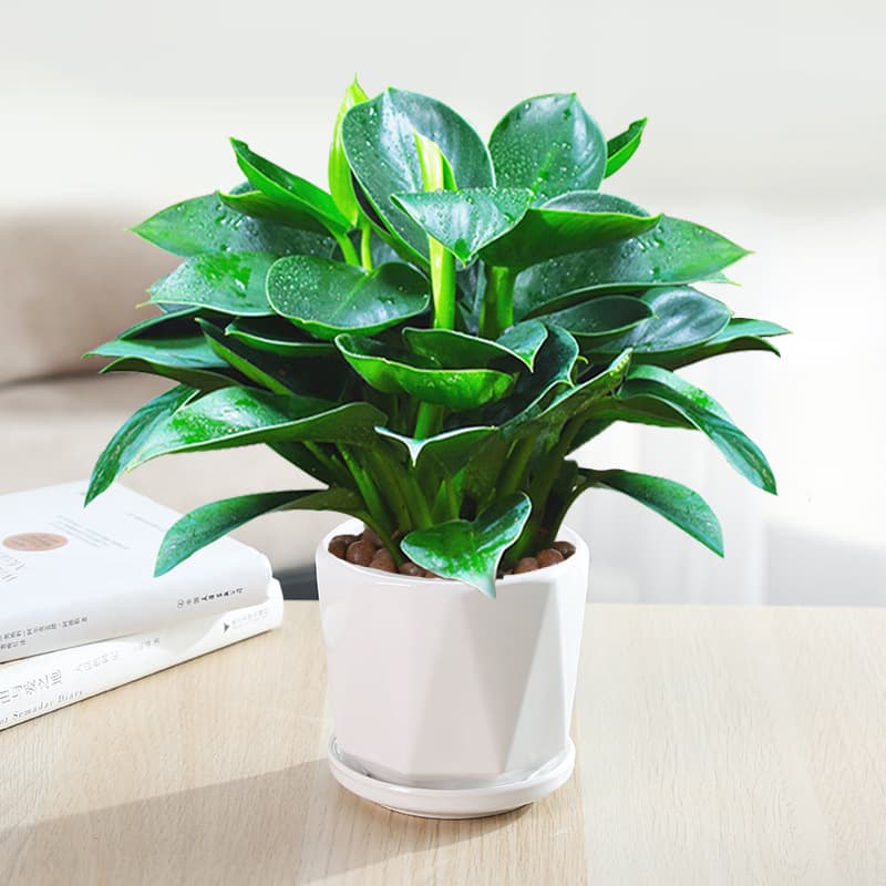 Potted Golden Diamond Green Princess Hydroponic Office Green Plant, Formaldehyde Removal, Fortune Indoor Flower Desktop Golden Diamond Potted Plant