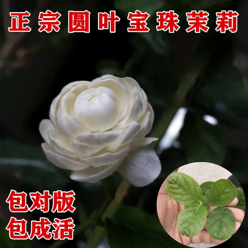 Double-Petaled Round-Leaf Jasmine Balcony Courtyard Potted Plant with Rich Fragrance, Tiger-Headed Jasmine and Small Lotus, Easy to Grow