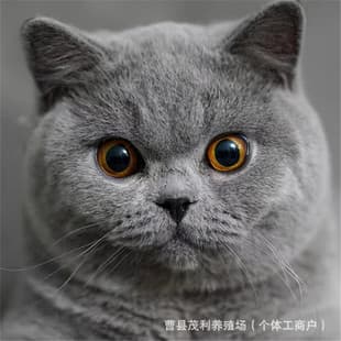 British Shorthair Blue Cat Live Bun Face Silver Shaded Kitten Live Golden Shaded Cat Direct from Breeder Purebred American Shorthair Cat