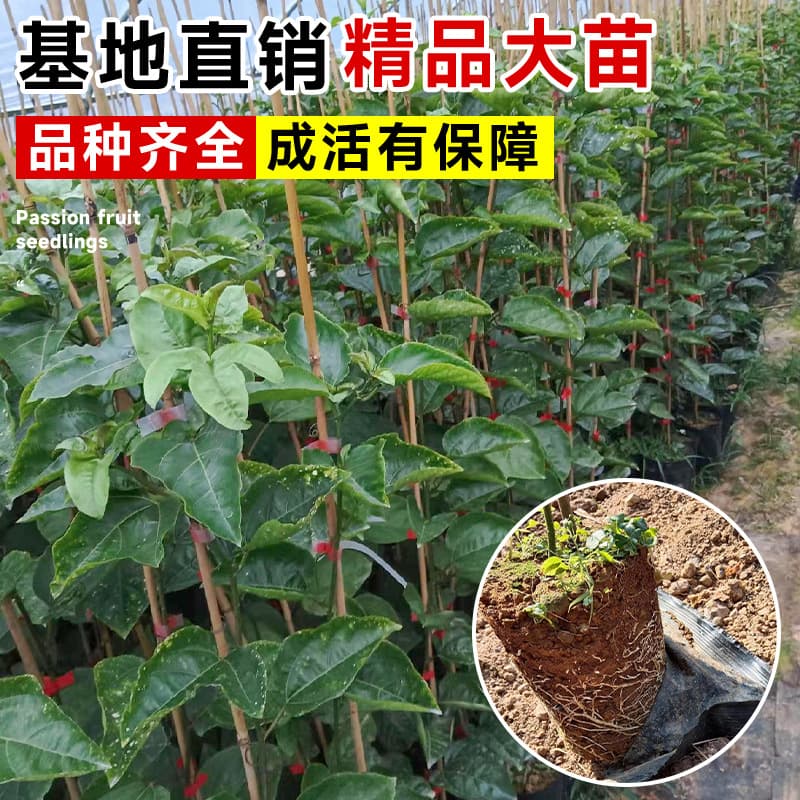 Passion fruit seedlings, genuine fruit tree seedlings, suitable for balcony, potted, and courtyard planting, golden fruit seedlings, directly from the source base.