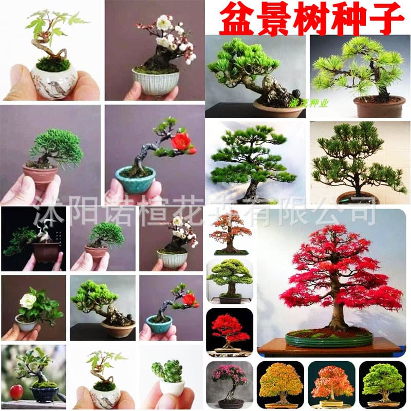 Bonsai Tree Seeds Black Pine Seeds Cross-border Pine Tree Seeds Bonsai Seeds Home Ornamental Potted Plant Seeds