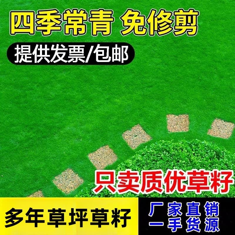 Lawn Seed Slope Protection and Soil Stabilization Grass Seed Bermuda Grass Ryegrass Dwarf Evergreen Cold and Drought Tolerant Bermuda Grass Seed
