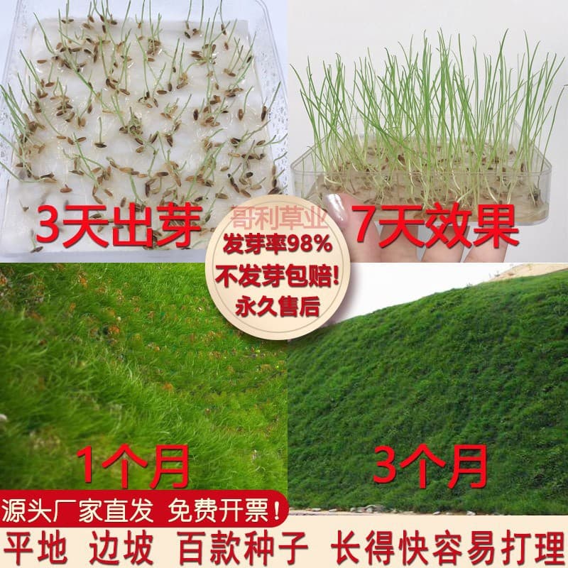 Grass seeds for slope protection, lawn seeds, grass seeds for slope stabilization and greening, Bahi ryegrass, Bermuda grass, bermudagrass, summer