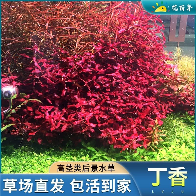 Purple-Red Ludwigia Aquatic Plant, Live Aquarium Plant for Fish Tank Aquascaping, Beginner-Friendly Low-Maintenance Background Plant