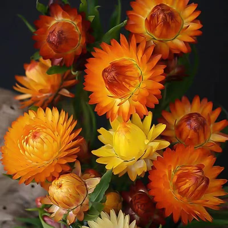 Wheat straw chrysanthemum seeds four seasons balcony potted seeds ornamental flowers courtyard planting landscape flower seeds colorful helichrysum
