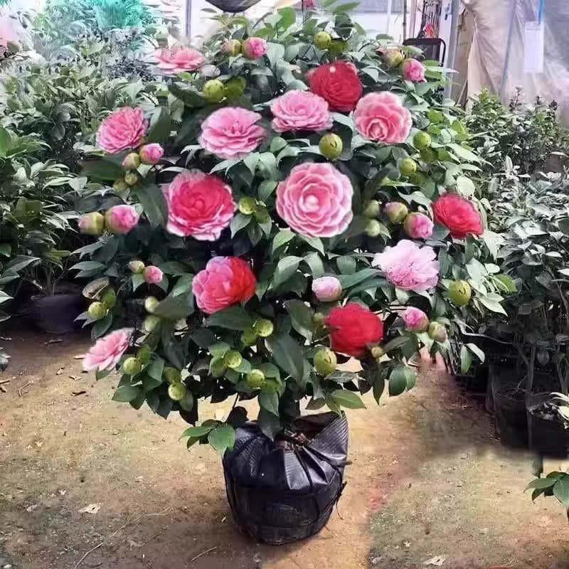 Camellia Seedling Potted Flower Easy-Care Green Plant Five-Color Red Dan Camellia Seedling Four-Season Blooming Outdoor Garden Planting