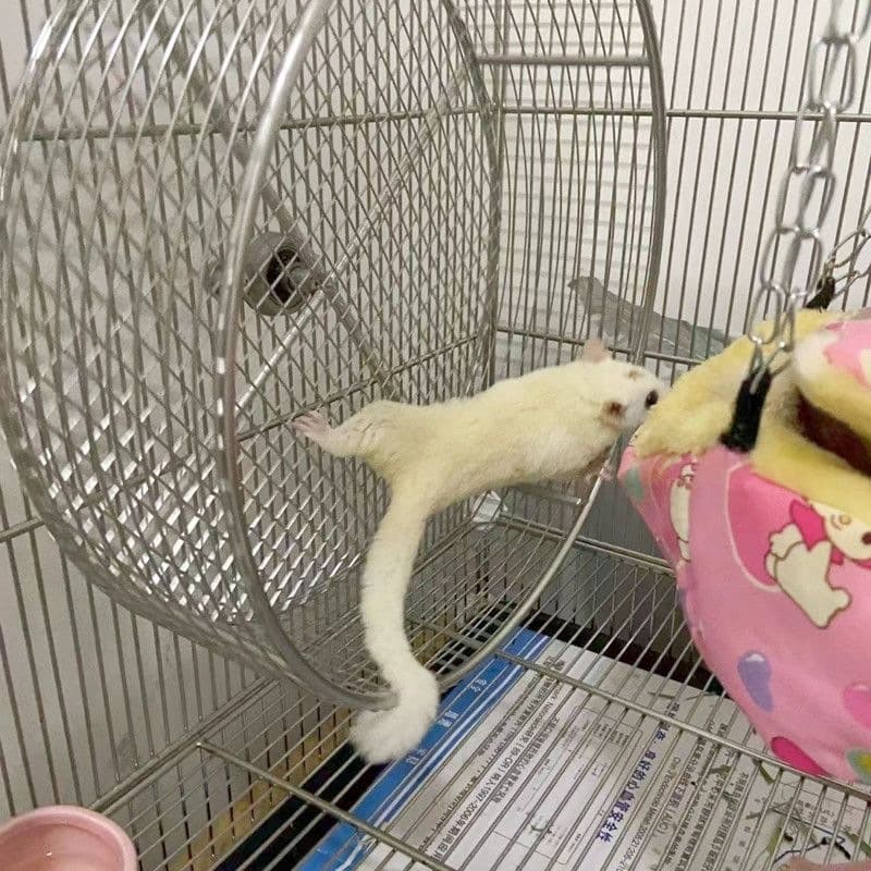 304 Stainless Steel Sugar Glider Running Wheel, Squirrel Running Wheel, Hamster Running Wheel, Parrot Running Wheel, Hedgehog Running Wheel, Hanging Running Wheel