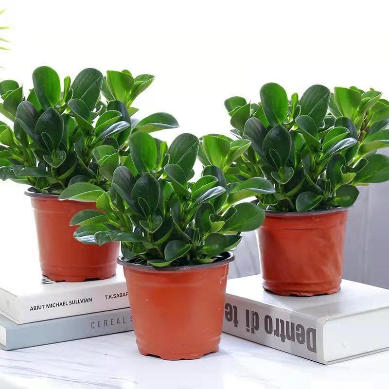 Peperomia Green Potted Plant, Green Leaf Emerald, Air Purifying Indoor Living Room Green Plant Bonsai, Water Cultivation, Easy Care Plant