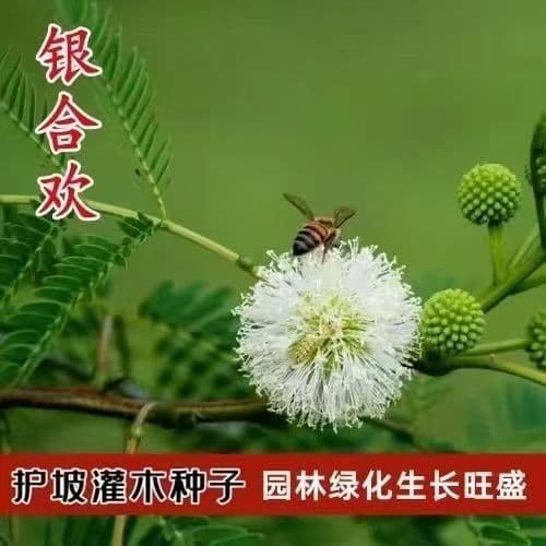 Silver Wattle Seeds, Mimosa Seeds, Red Mimosa Seeds, Golden Wattle Seeds, Silk Tree Seeds, Slope Protection Shrub