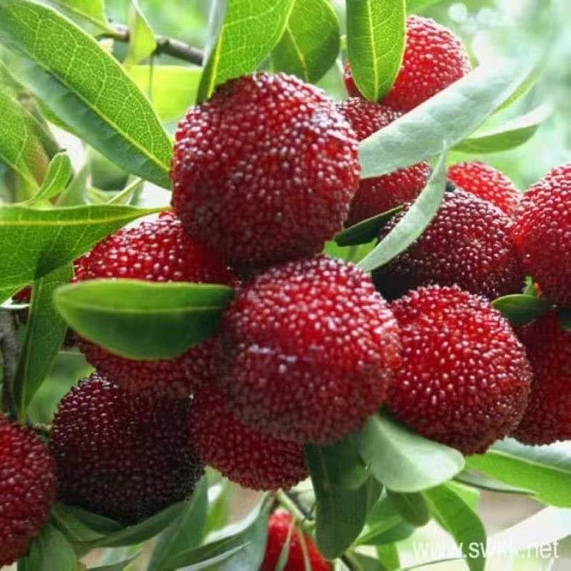 Freshly Harvested Bayberry Seeds Fruit Tree Seeds Dongkui Bayberry Seeds Sheng Sheng Mei Bai Di Mei Tree Mei Free Shipping