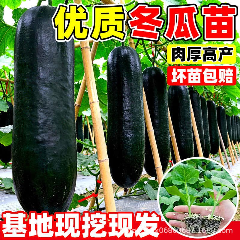 Winter melon seedlings, black-skinned and green-skinned, early-maturing and high-yielding, suitable for all seasons, for balcony and courtyard planting, vegetable seeds, potted plants.