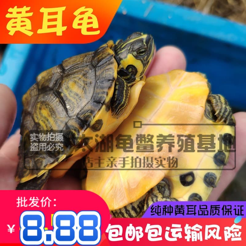 Outdoor pond red-eared slider turtle, yellow-bellied slider turtle juvenile, deep water yellow-bellied omnivorous turtle, small ornamental turtle wholesale