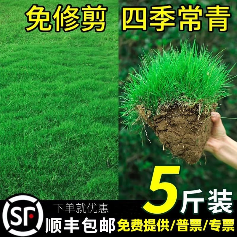 Grass Seed Lawn Seed Four Seasons Green Cold Tolerant Drought Tolerant Slope Protection Bermuda Grass Putting Green Grass Courtyard Grass Seed